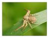 Xysticus sp.